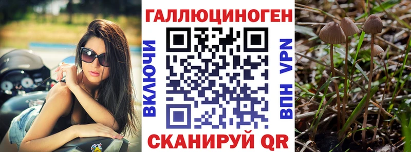 мега ONION  Кологрив  Псилоцибиновые грибы Psilocybine cubensis  купить  цена 